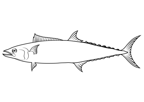 Japanese Spanish Mackerel (Scomberomorus Niphonius) Coloring Page